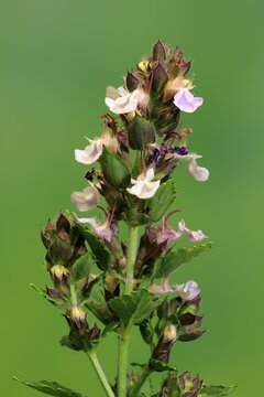 Edel-Gamander (Teucrium chamaedrys), flowering, Germany