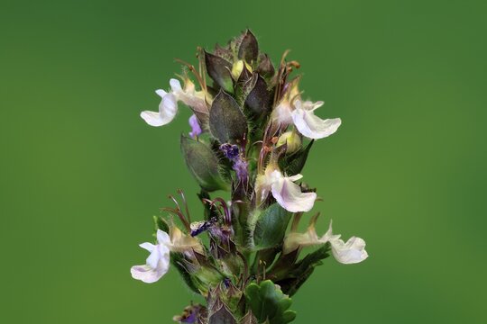 Edel-Gamander (Teucrium chamaedrys), flowering, Germany