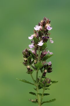 Edel-Gamander (Teucrium chamaedrys), flowering, Germany