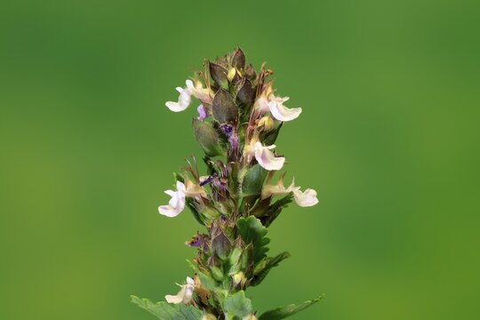Edel-Gamander (Teucrium chamaedrys), flowering, Germany