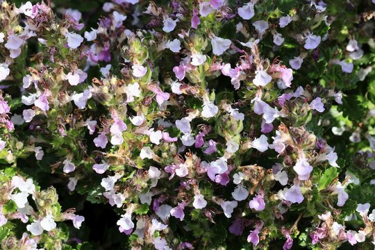 Edel-Gamander (Teucrium chamaedrys), flowering, Germany