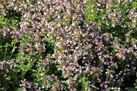 Edel-Gamander (Teucrium chamaedrys), flowering, Germany
