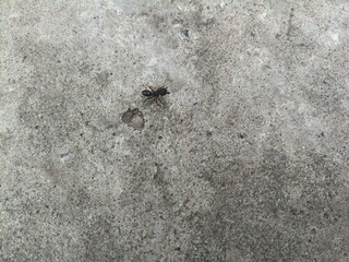 Close up shot ants.