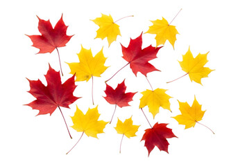 Fototapeta premium Beautiful autumn maple leaves in vibrant red and yellow hues captured in a realistic photo arrangement transparent background