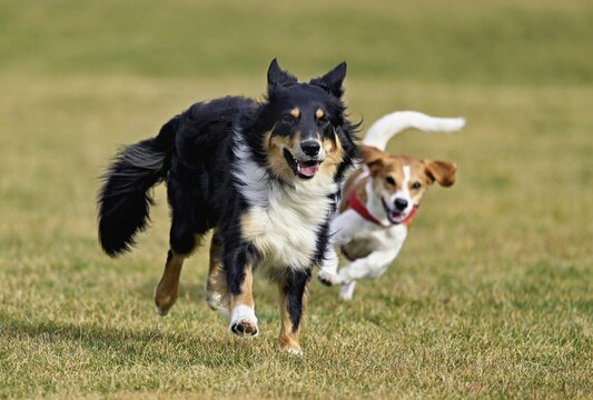 Mixed breed dog between Border Collie and Australian Shepherd plays with Beagle, Switzerland