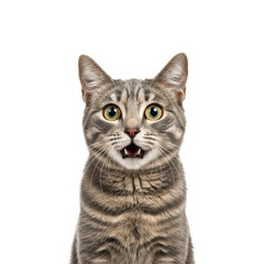 Obraz premium A surprised tabby cat with an open mouth and bright green eyes, isolated on white.
