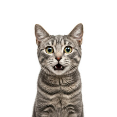 Fototapeta premium A surprised tabby cat with wide eyes and mouth open, ready for any adventure!