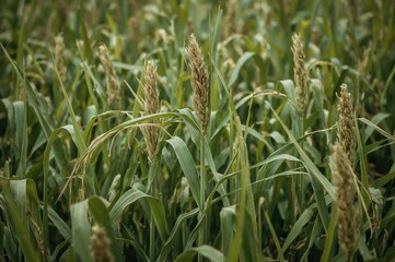 Obraz premium Tassels of corn plants observed among rice crops