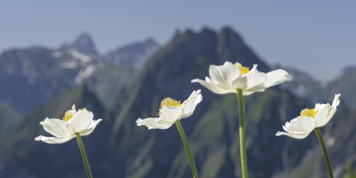 Mountain panorama with white alpine anemones (Pulsatilla alpina ssp. alpina) from Laufbacher-Eckweg to H&ouml;fats, 2259m, Allg&auml;u Alps, Allg&auml;u, Bavaria, Germany