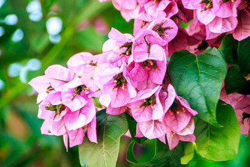 close up pink flowers