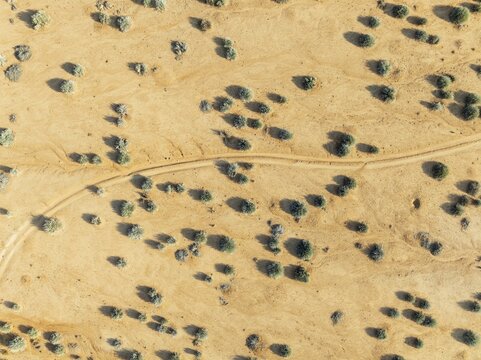 Euphorbia gregaria and desert track. Aerial view. Drone shot. Gondwana Canyon Park. Namibia
