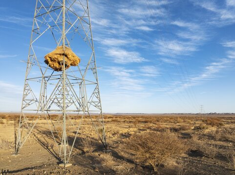 Huge nest of Sociable Weavers (Philetairus socius) built in an elecricity pylon. Low angle aerial view. Drone shot. Kalahari Desert, Namibia