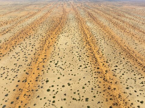 Parallel, linear sand dunes grown with camelthorn trees (Vachellia erioloba) in the Kalahari Desert. Aerial view. Drone shot. Namibia