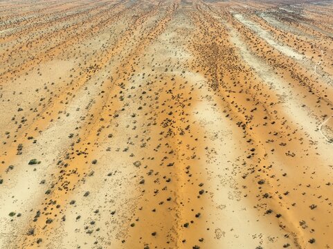 Parallel, linear sand dunes grown with camelthorn trees (Vachellia erioloba) in the Kalahari Desert. Aerial view. Drone shot. Namibia