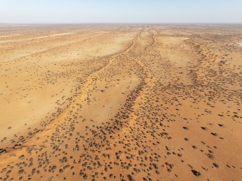 Linear sand dunes grown with camelthorn trees (Vachellia erioloba) in the Kalahari Desert. Aerial view. Drone shot. Namibia