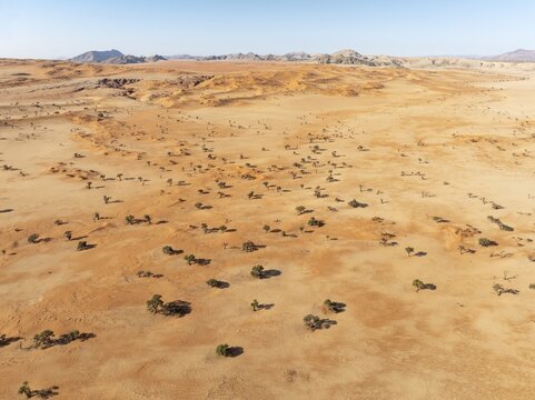 Sand dunes, camelthorn trees (Vachellia erioloba) and isolated mountain ridges in the Tsondab Valley in the Namib Desert. Aerial view. Drone shot. Namibia