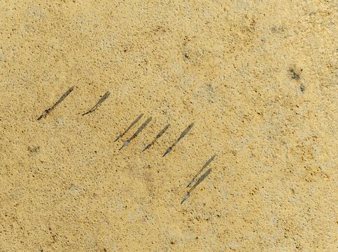 Hartmann's Mountain Zebra (Equus zebra hartmannae). Roaming an arid plain at the edge of the Namib Desert. Aerial view. Drone shot. Namibia