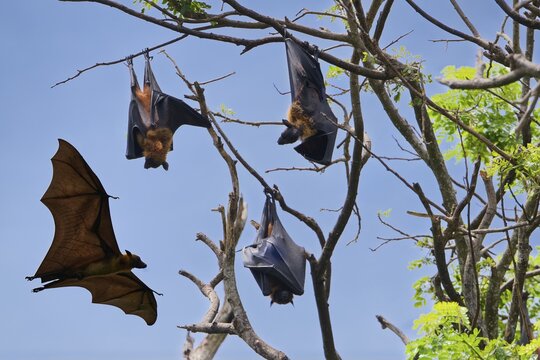 Sleeping Indian flying foxes (Pteropus giganteus chinghaiensis) in a tree, one flying by, Kataragama, Sri Lanka