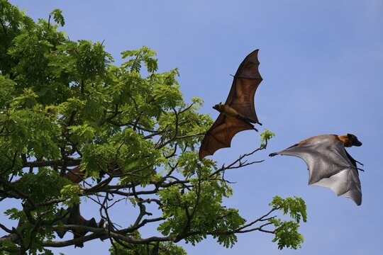 Sleeping Indian flying foxes (Pteropus giganteus chinghaiensis) in a tree, two flying by, Kataragama, Sri Lanka