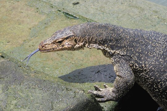 Asian Water Monitor (Varanus salvator) coming out of the water and climbing dock steps, Malacca, Malaysia