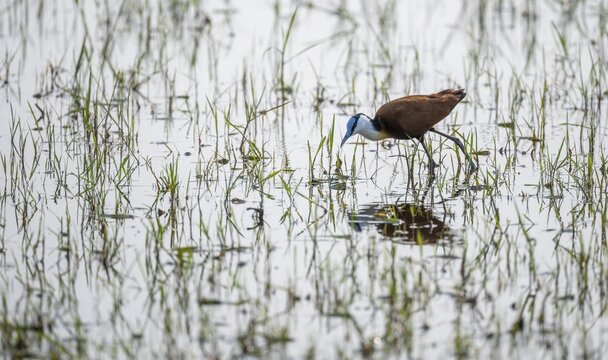 Blue-fronted Jacamar Sandgrouse (Actophilornis africanus) foraging in the water, Okavango Delta, Moremi Game Reserve, Botswana