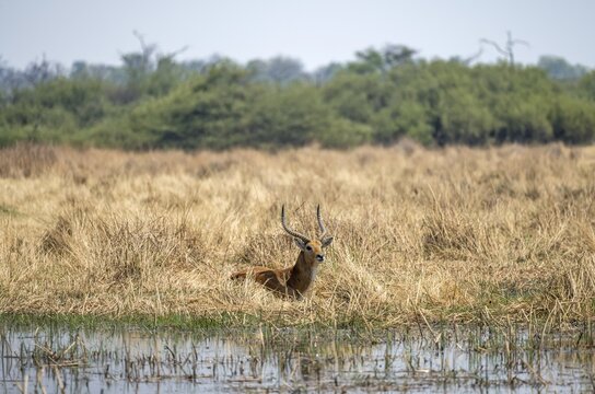 Letschwe or lychee moor antelope (Kobus leche), sitting in dry grass by a river, Okavango Delta, Moremi Game Reserve, Botswana