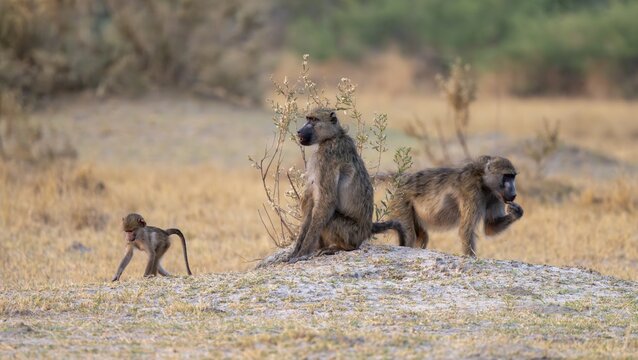Bear baboons (Papio ursinus) adults and cubs foraging, Third Bridge, Okavango Delta, Moremi Game Reserve, Botswana