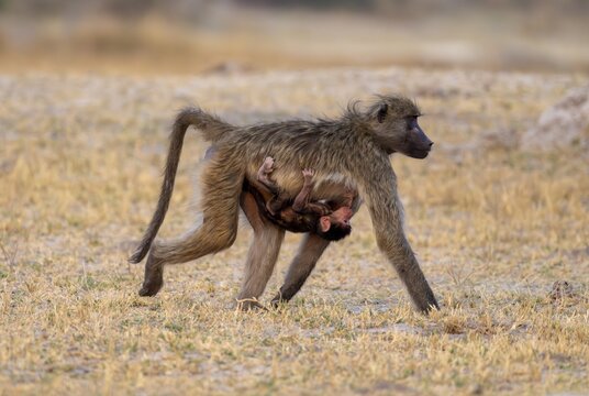 Bear baboons (Papio ursinus) mother suckling young, Third Bridge, Okavango Delta, Moremi Game Reserve, Botswana