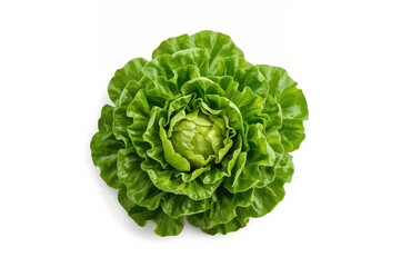 Fototapeta premium Cos Lettuce Isolated on a White Backdrop