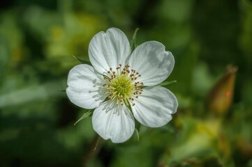 Detailed view of a buckwheat bloom