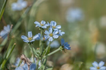 Detailed view of tiny blue blossoms against a soft-focus backdrop