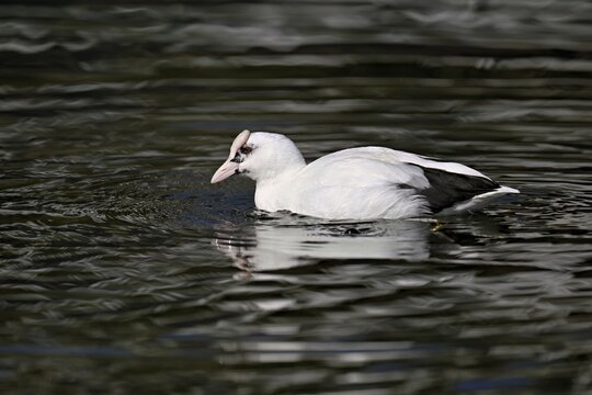 Eurasian Coot (Fulica atra), leucistic, partly albino, swimming, Lake Zug, Switzerland