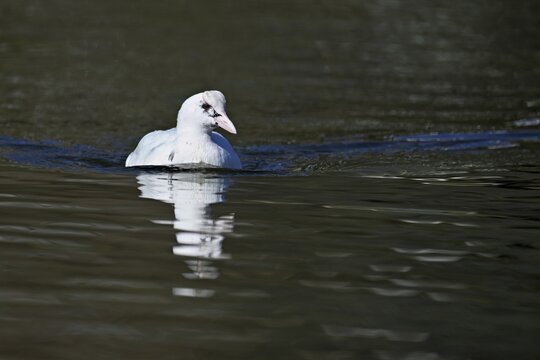 Eurasian Coot (Fulica atra), leucistic, partly albino, swimming, Lake Zug, Switzerland