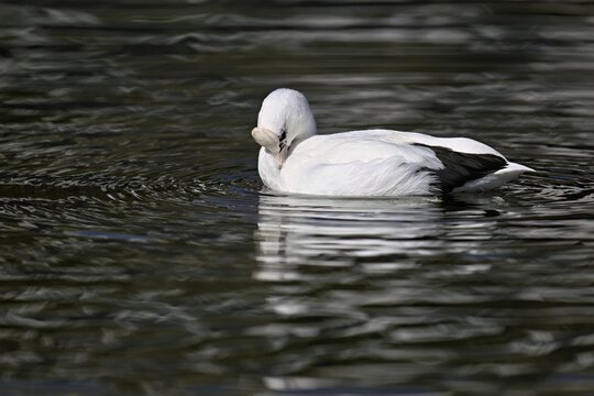 Eurasian Coot (Fulica atra), leucistic, partly albino, swimming, Lake Zug, Switzerland