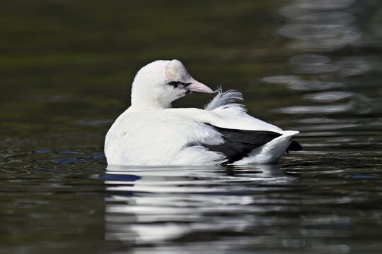 Eurasian Coot (Fulica atra), leucistic, partly albino, swimming, Lake Zug, Switzerland