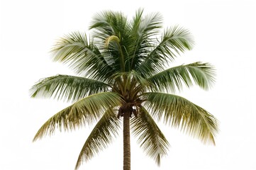 Fototapeta premium Digital illustration of a coconut palm on a white backdrop