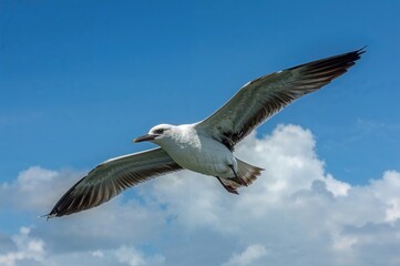 Obraz premium Seabird native to Central America