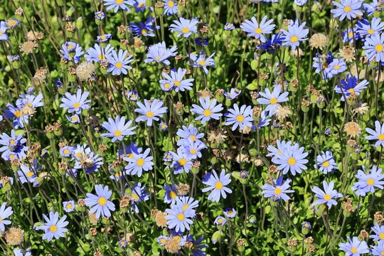 Felicia aethiopica, capaster, flower, flowering, Kirstenbosch Botanical Gardens, Cape Town, South Africa