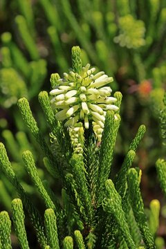 Erica sessiliflora, flower, flowering, Kirstenbosch Botanical Gardens, Cape Town, South Africa