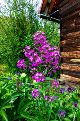 Vibrant purple flowers bloom near a rustic cabin in a lush garden, showcasing nature's beauty in the countryside during springtime