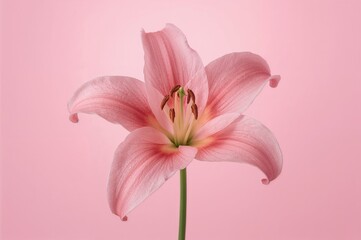 Naklejka premium Detailed View of a Pink Lily Against a Pink Backdrop