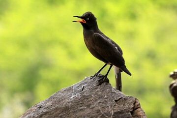 Bicoloured Glossy Starling (Lamprotornis bicolor), adult, on rocks, calling, alert, Mountain Zebra National Park, Eastern Cape, South Africa