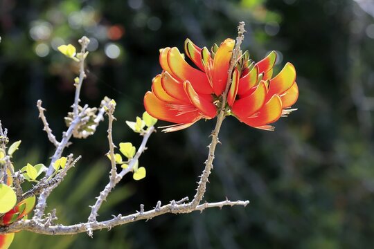 Erythrina acanthocarpa, Tambuki thorn, flowering, flowers, Karoo Desert Botanic Garden, Worcester, Western Cape, South Africa