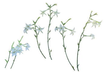 White tobacco, nicotiana, blooming, isolated on a transparent background, png, garden flowers