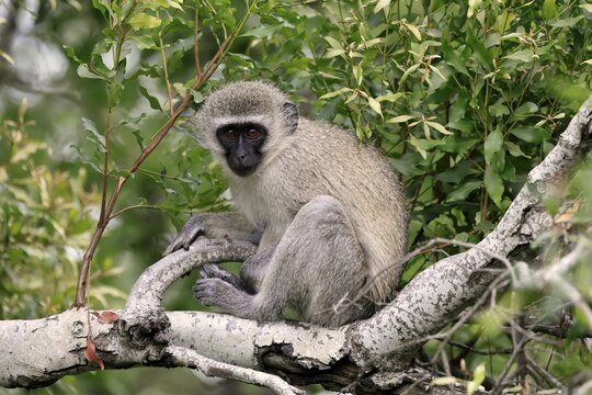 Vervet Monkey (Chlorocebus pygerythrus), adult, sitting, tree trunk, Kruger, Kruger National Park, South Africa