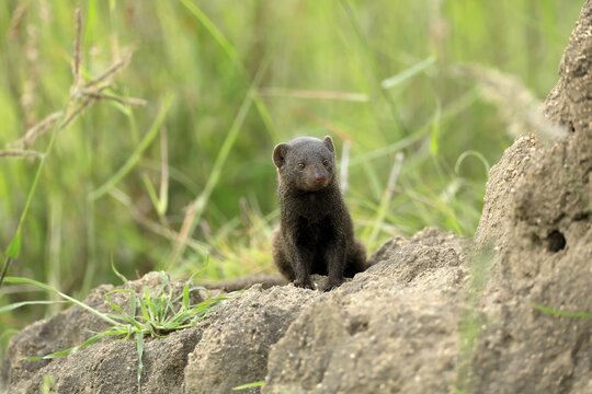 Dwarf mongoose (Helogale parvula), adult, termite mound, burrow, alert, Kruger, Kruger National Park, South Africa