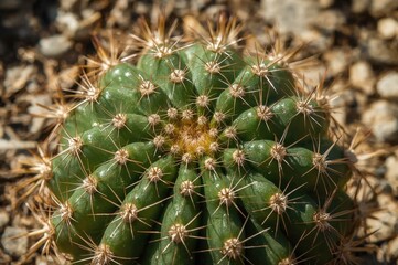 Obraz premium Detailed view of cactus thorns