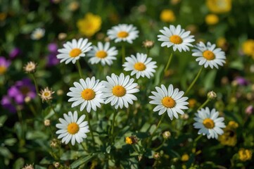 Fototapeta premium Close-up shot of blooming white daisies outdoors. Premium resolution image