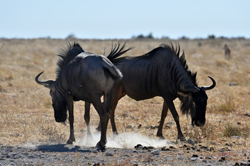 Wildebeest Gnu in Etosha National Park