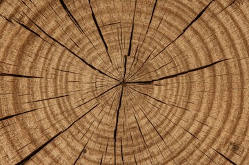 Fototapeta premium Detailed view of natural log surface texture with circular patterns and rustic design